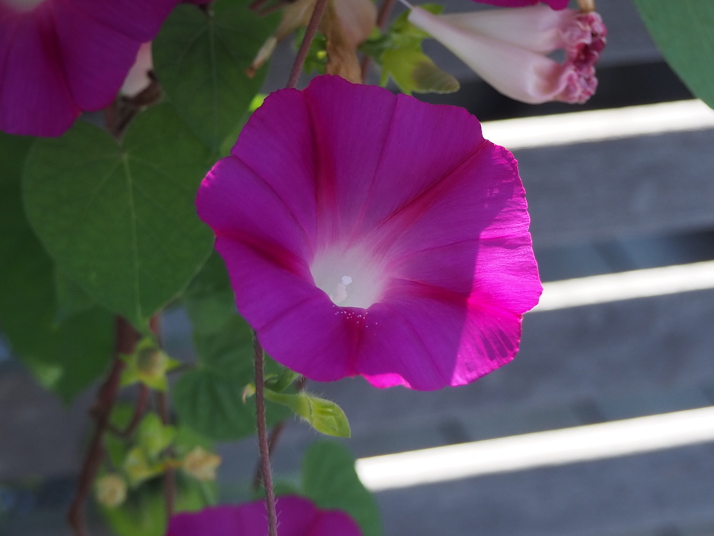 夏の日、日陰を求めて