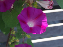 夏の日、日陰を求めて