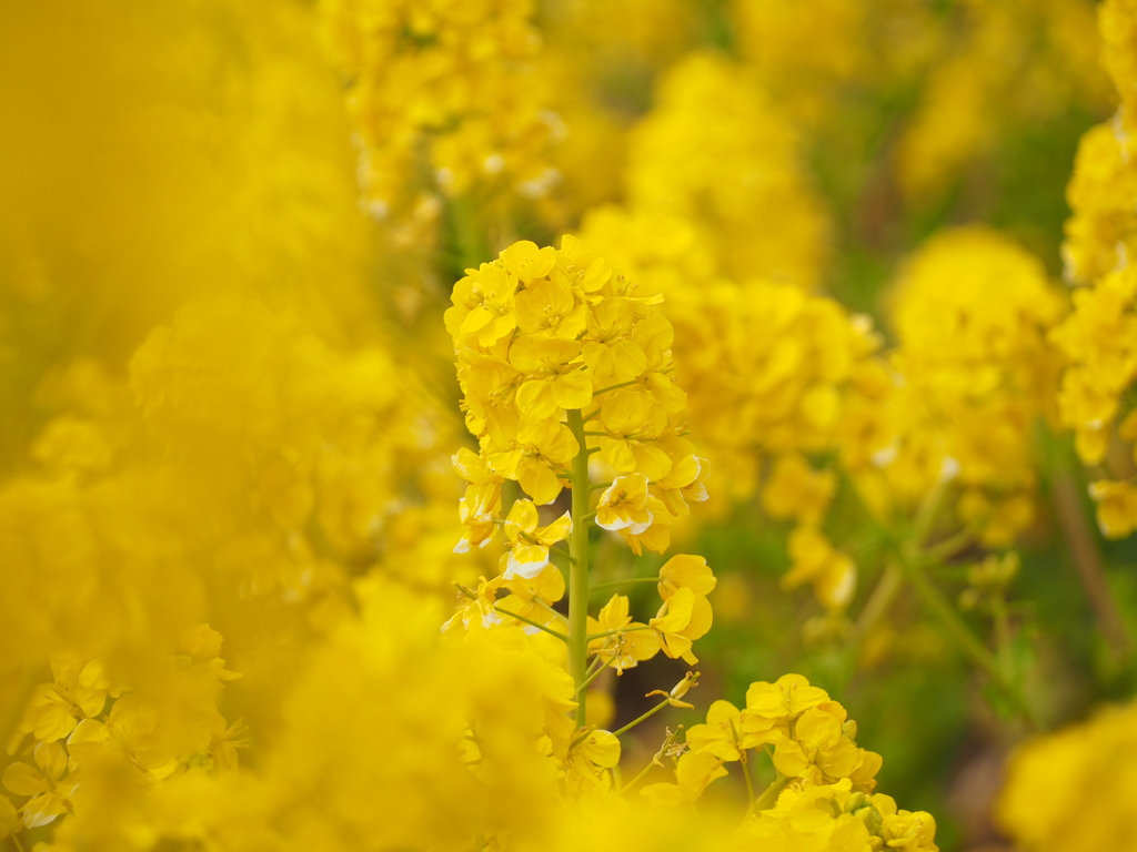 菜の花