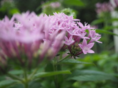 花束