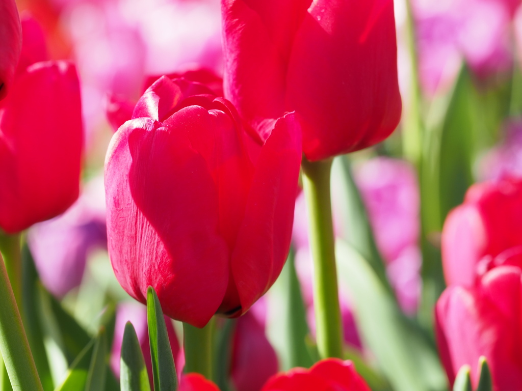 アイスチューリップ