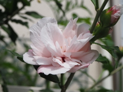 背景に溶け込みそうです。