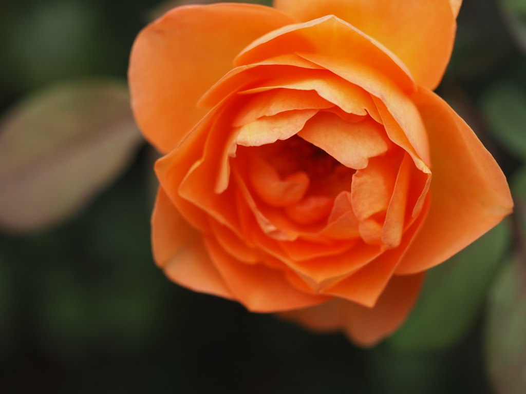 レディ、エマ、ハミルトン