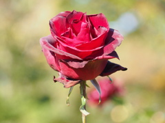 ベルサイユのバラ