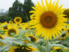 ひまわり