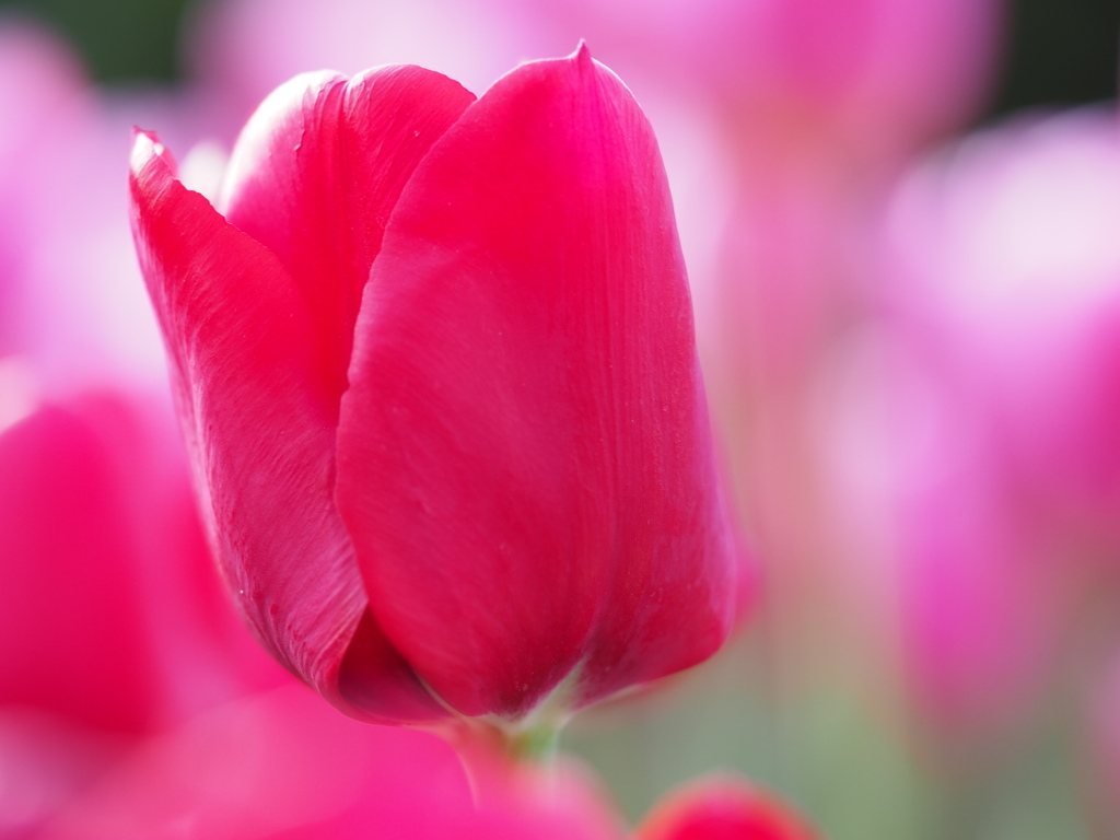 アイスチューリップ