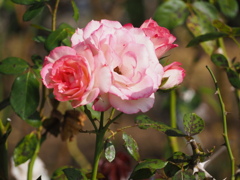 真っ赤あなほっぺた