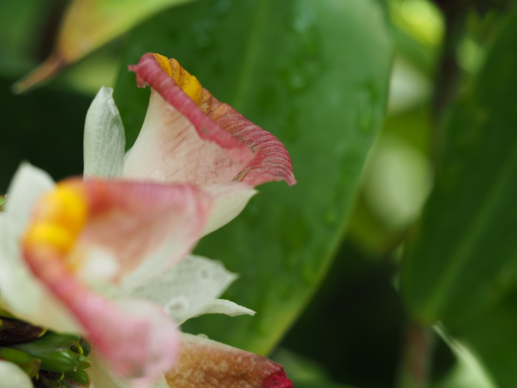 シンゴニュウム