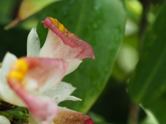 シンゴニュウム