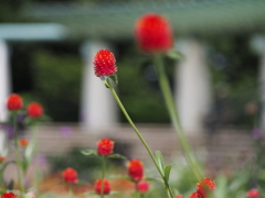 千日紅