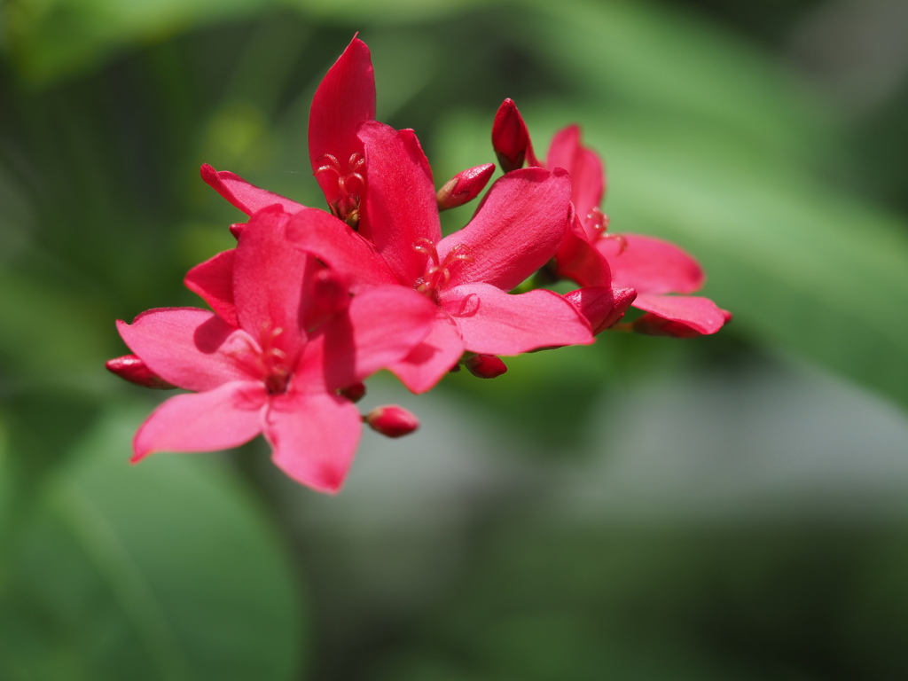 ほこばヤトロファ