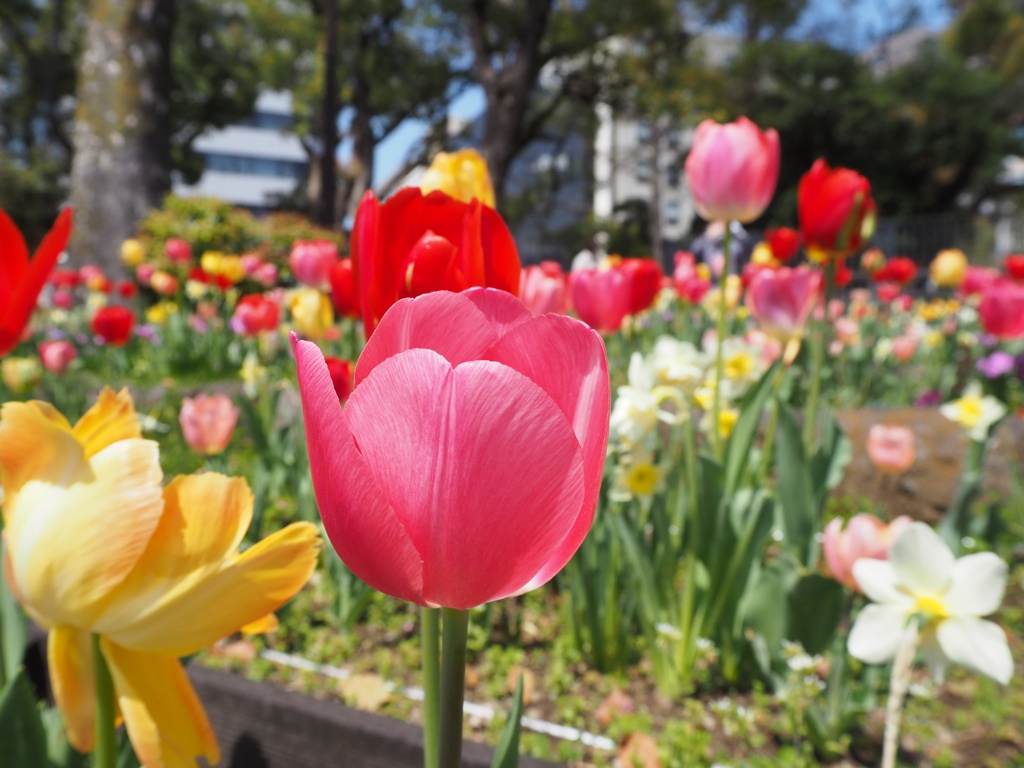 春の花壇