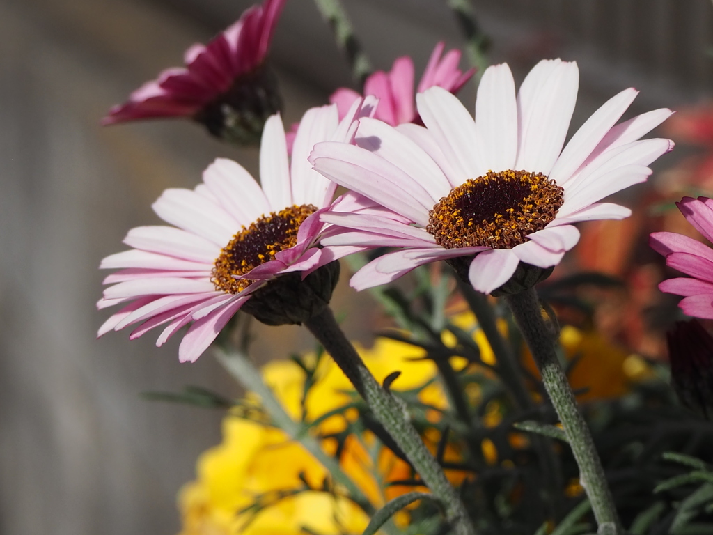 二人揃って上向いて