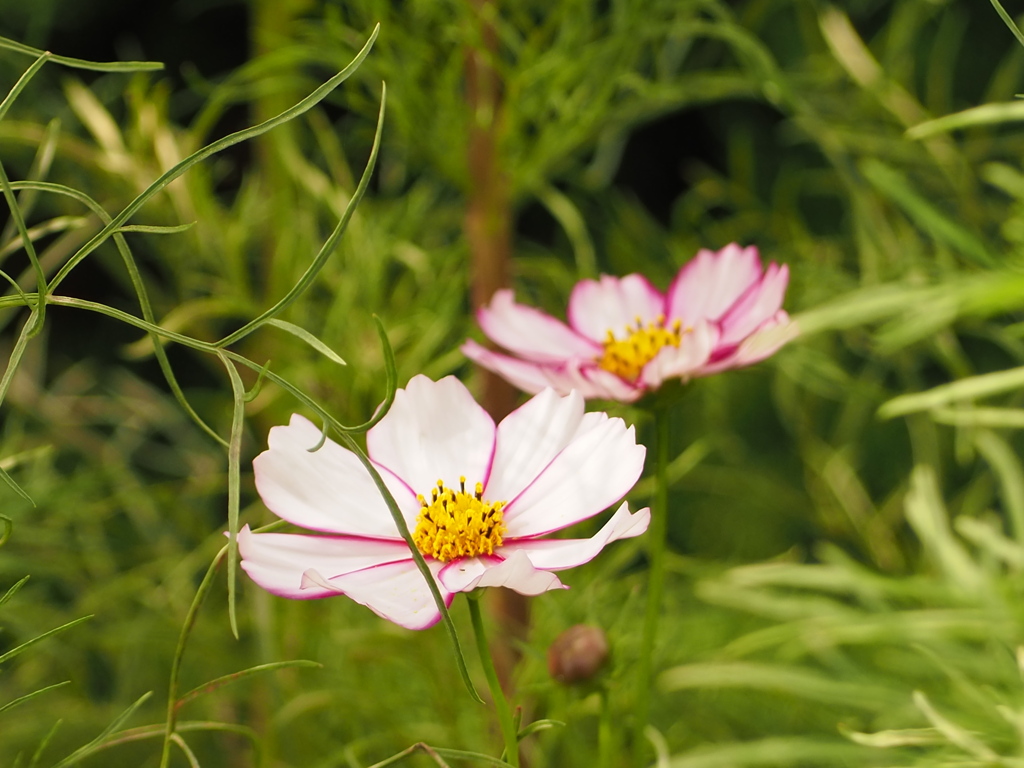 浮き立つように