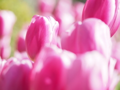 ピンクツイスト