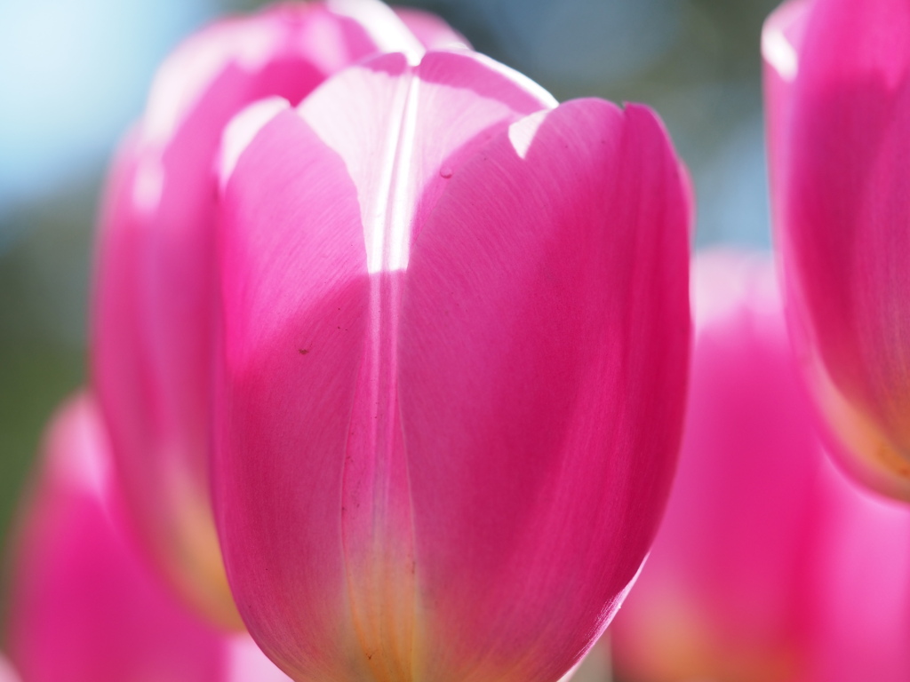 アイスチューリップ