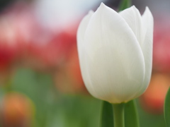 チューリップ