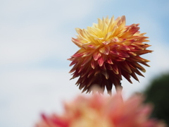青空とダリア