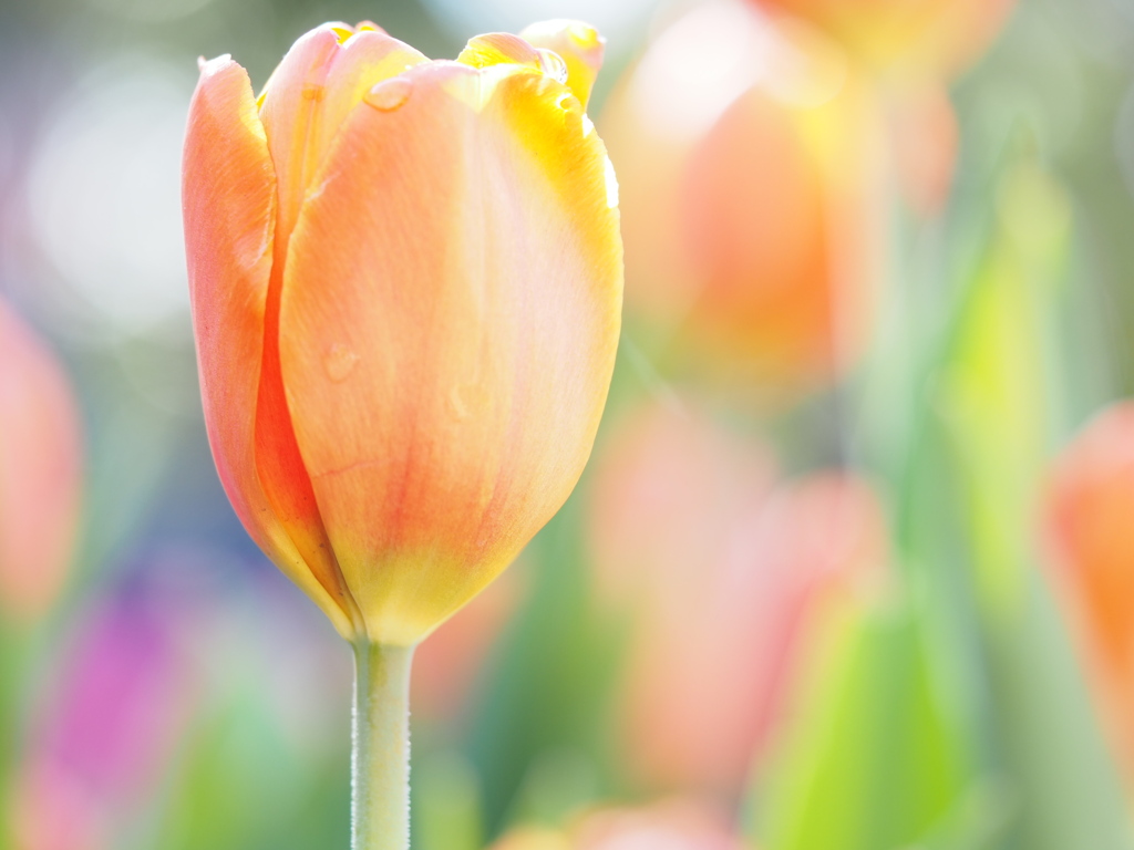 アイスチューリップ