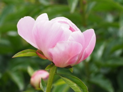 芍薬