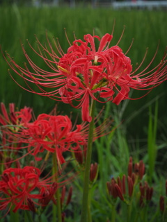 曼珠沙華