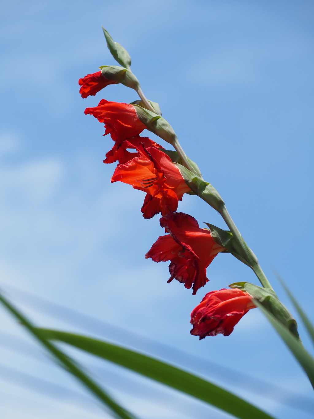 青空を突き抜けろ、グラジオラス