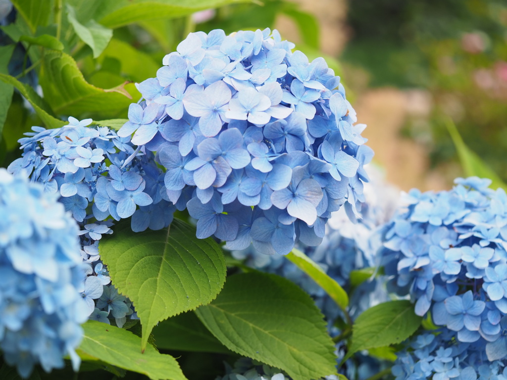 紫陽花