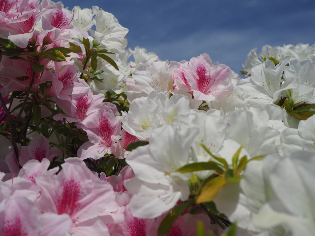 ピンクの花飾り