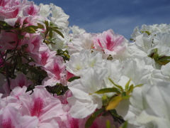 ピンクの花飾り