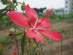 しっかりと咲く