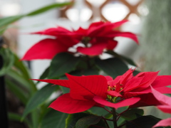 ポインセチア
