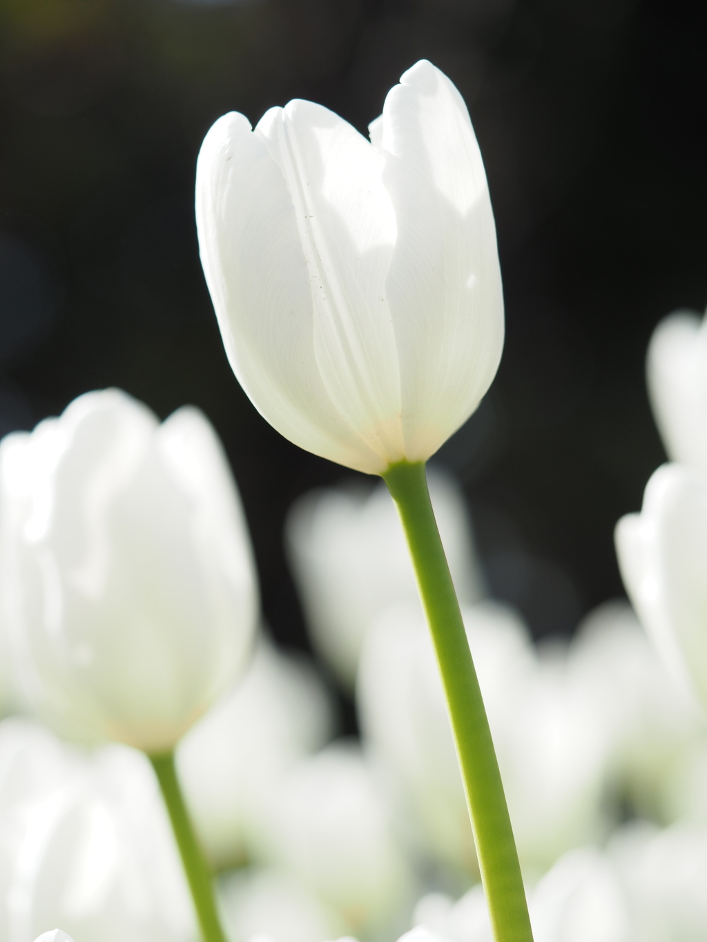 アイスチューリップ