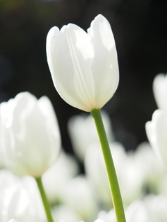 アイスチューリップ