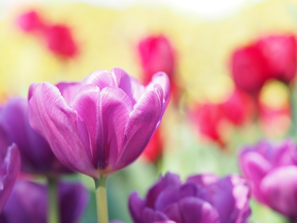 アイスチューリップ