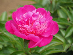 芍薬