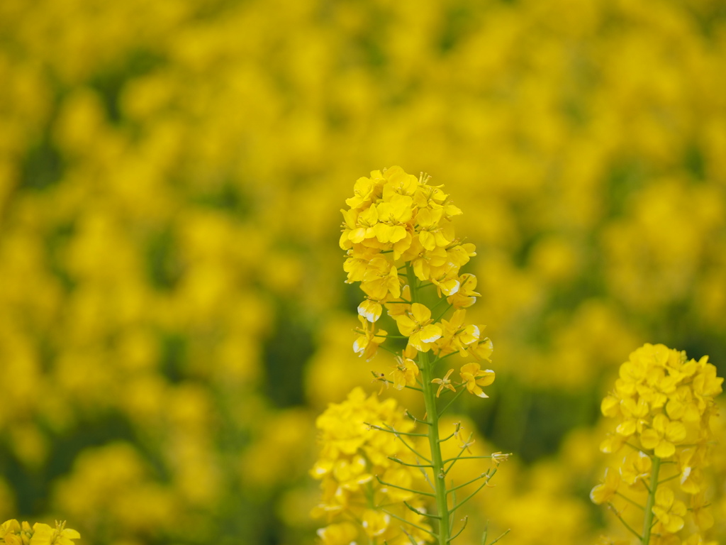 菜の花
