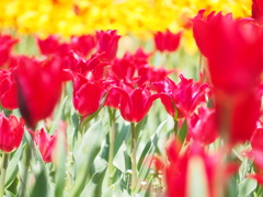 チューリップ園