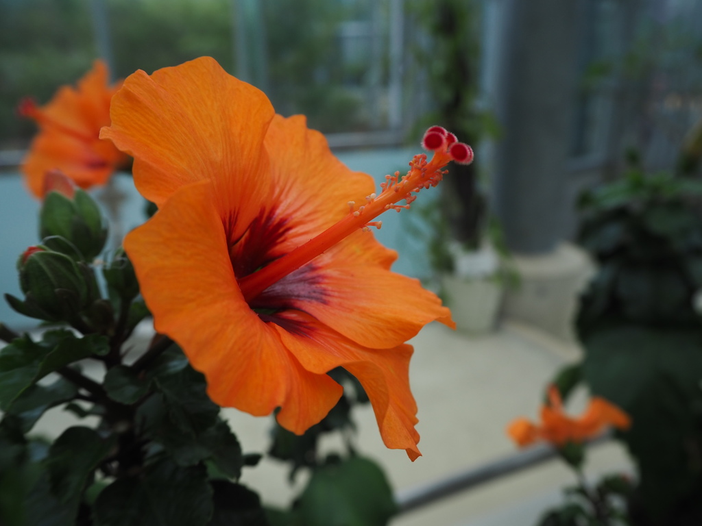 ハイビスカス　温室で