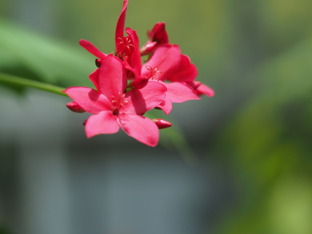 はこばヤトロファ