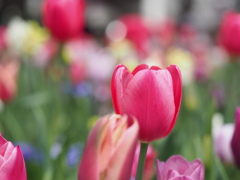 春の花壇は鮮やかです