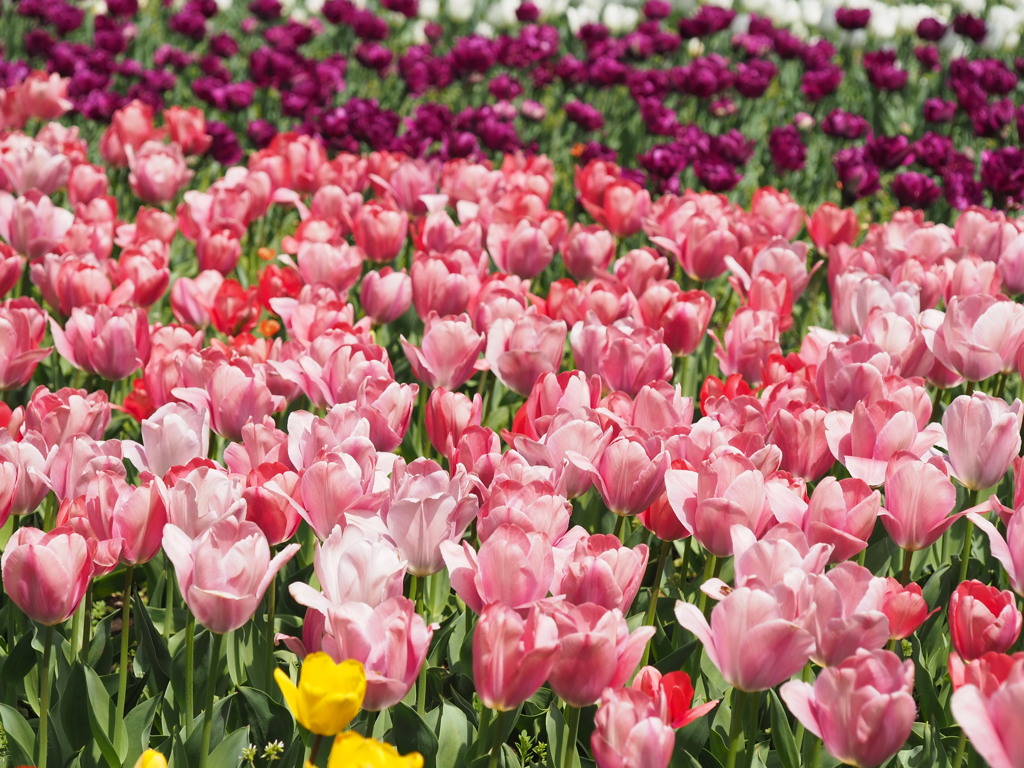 一面のチューリップ