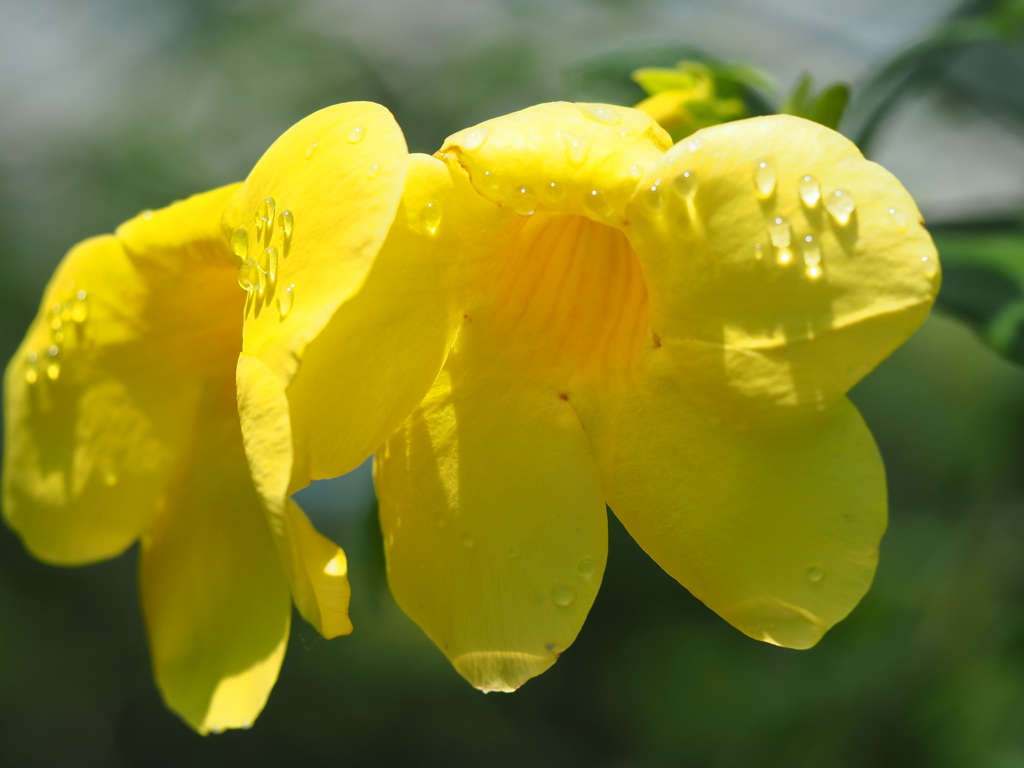 アリアケカズラ