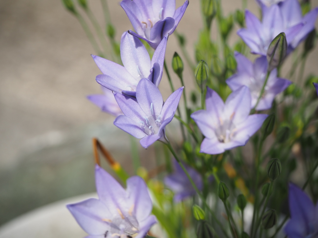 淡い紫の花