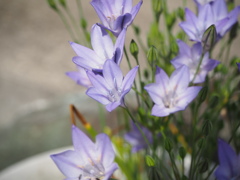 淡い紫の花
