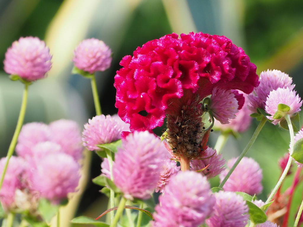 ケイトウ　囲まれて