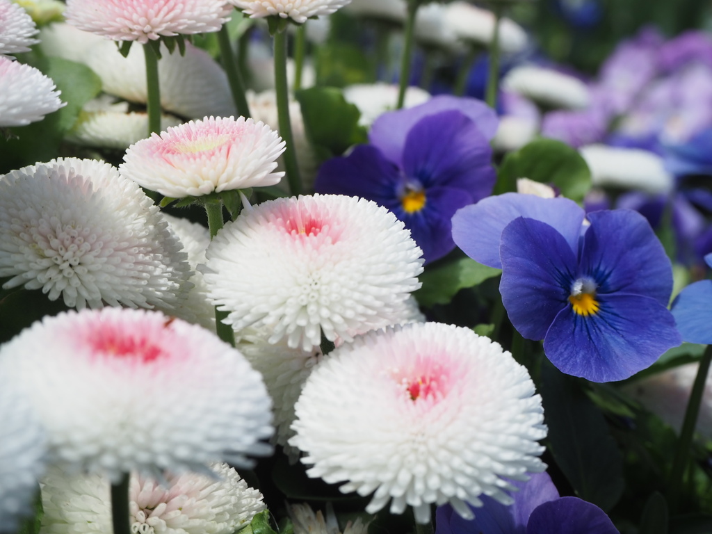 白のテーブルたち