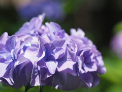 紫陽花