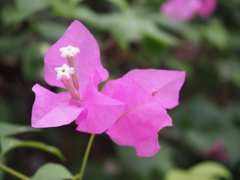 ブーゲンビリア