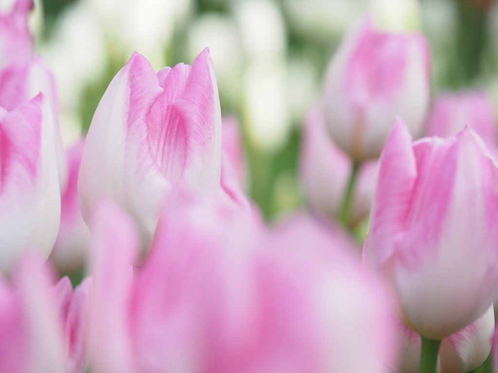 アイスチューリップ