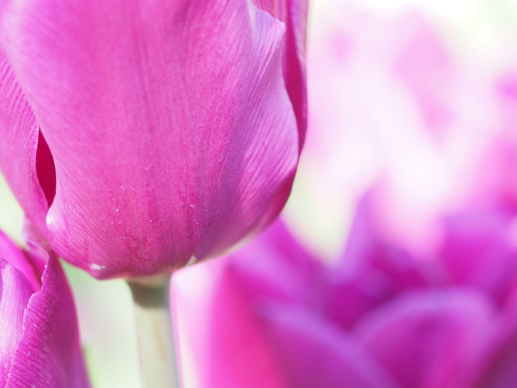 アイスチューリップ